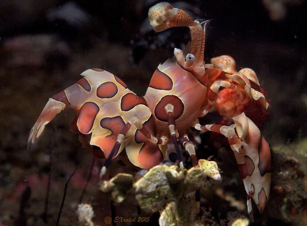 Bongo Bongo Divers Dauin Exteriér fotografie